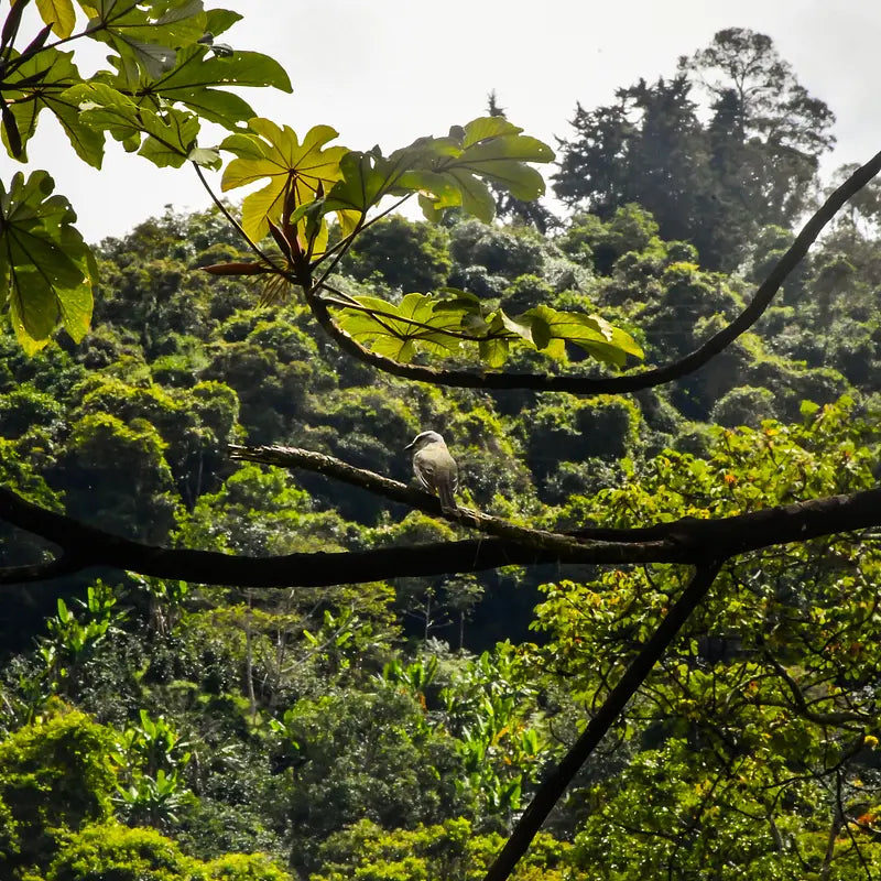 COLOMBIA Yiver Vargas