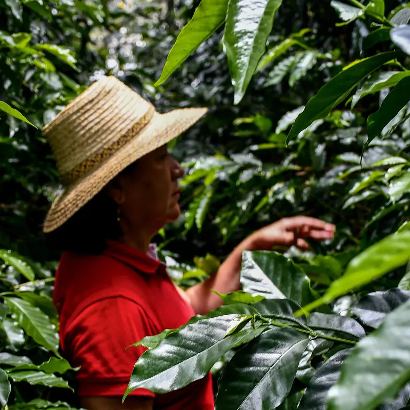 COLOMBIA Yiver Vargas