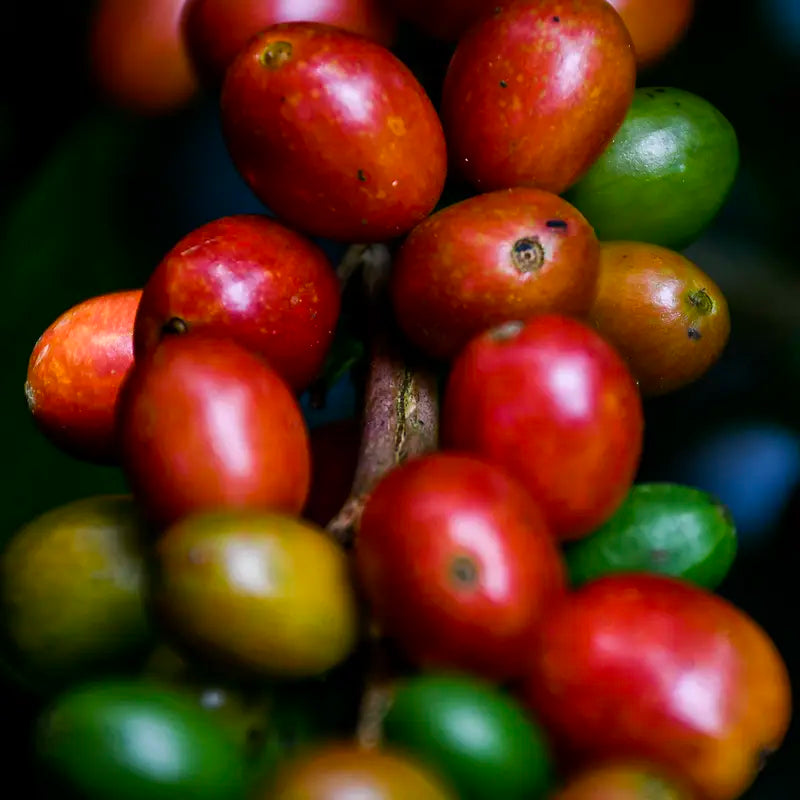 COLOMBIA Yiver Vargas