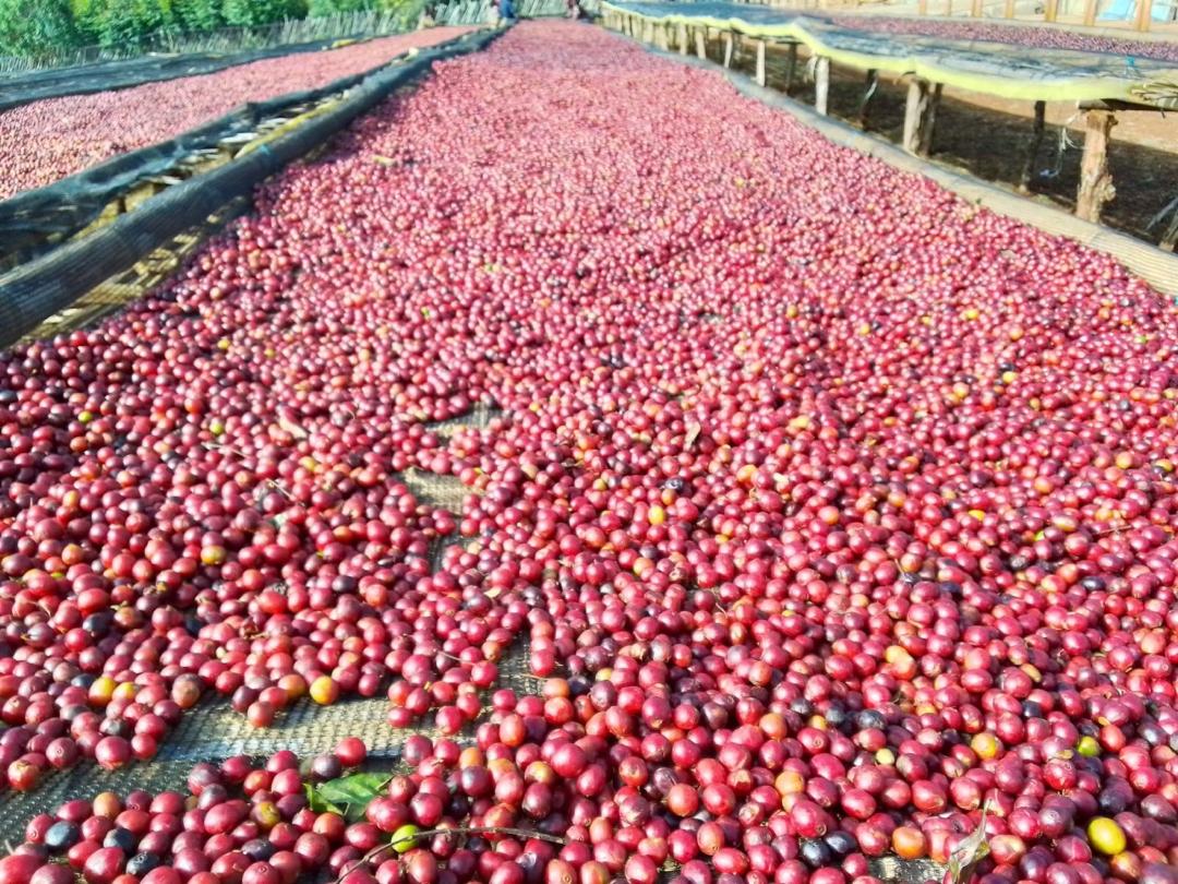 ETHIOPIA Benti Nenka