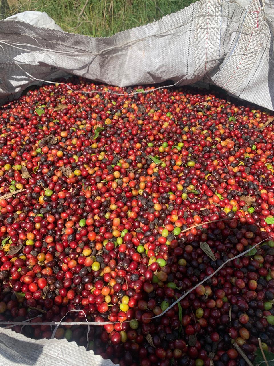 DECAFFEINATED, EL BUHO, COLOMBIA