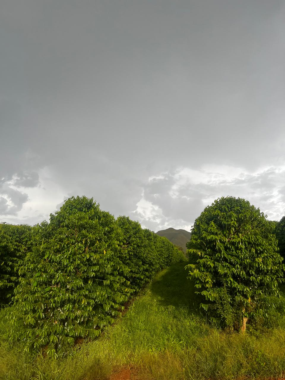 BRASILE Dulce Suenos - Decaffeinated coffee