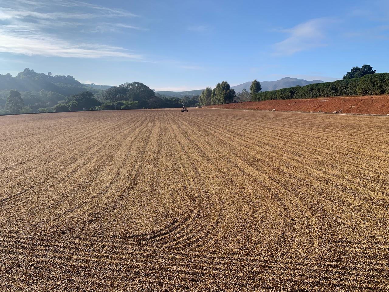 BRASILE Dulce Suenos - Decaffeinated coffee