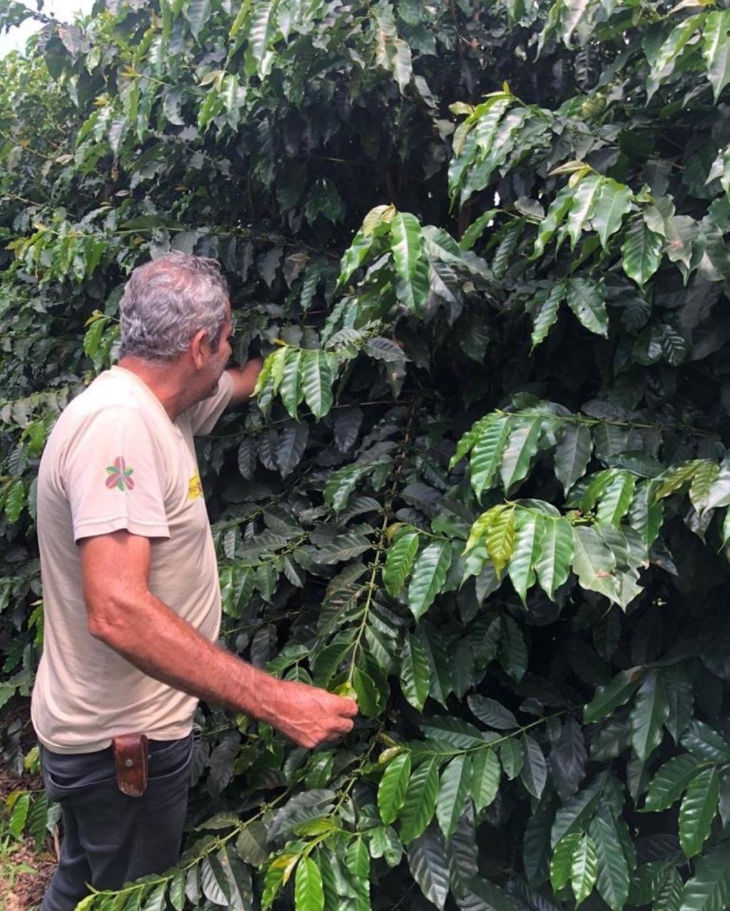 BRASILE Dulce Suenos - Decaffeinated coffee