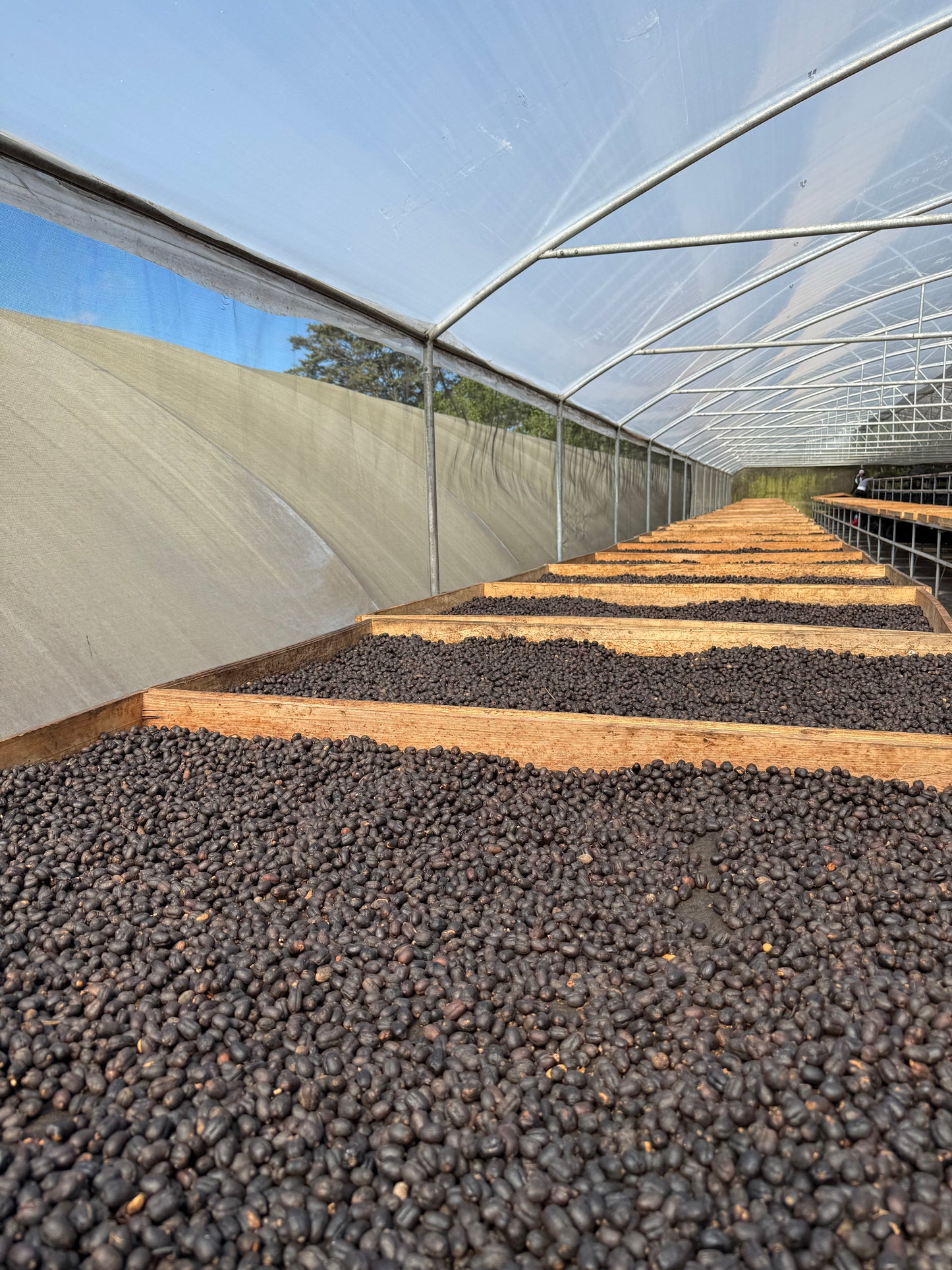 NICARAGUA Los Papales