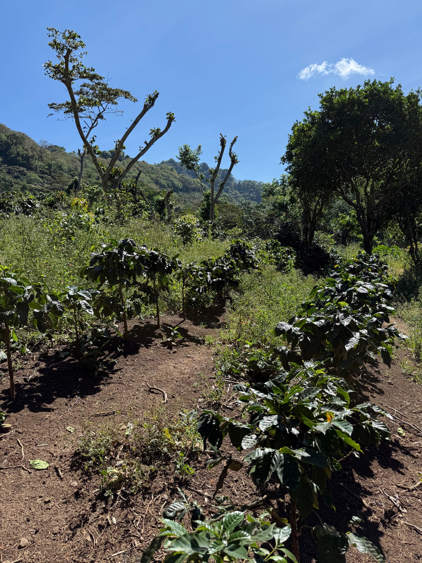 NICARAGUA Los Papales
