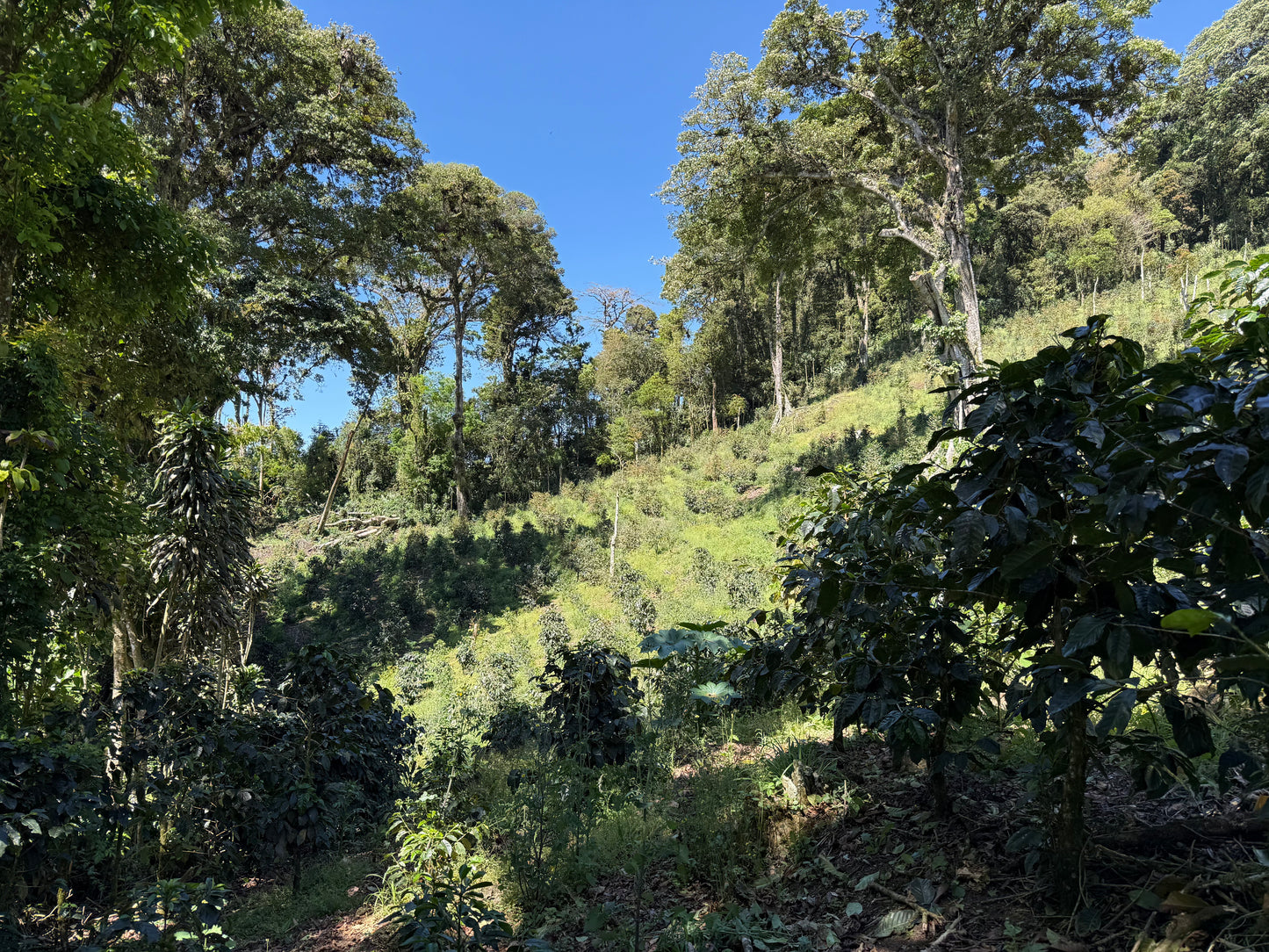 NICARAGUA Los Papales