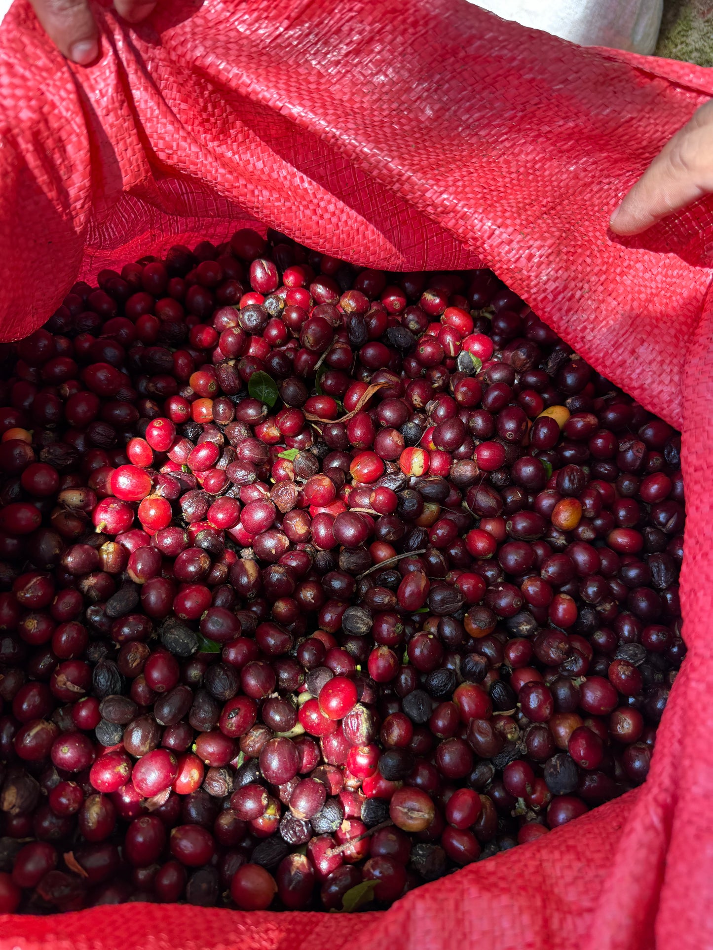 NICARAGUA Los Papales