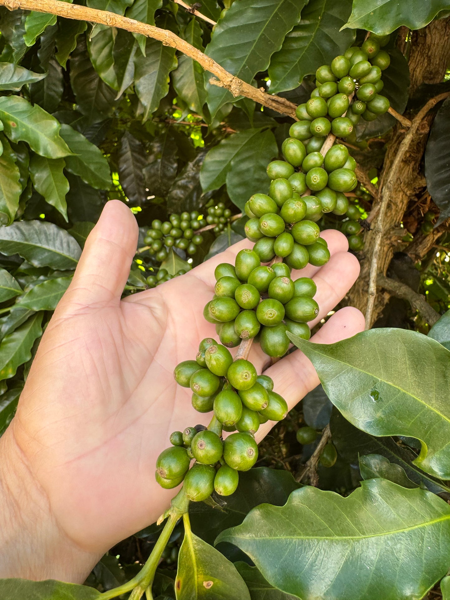 BRAZIL - Rota dos Tropeiros