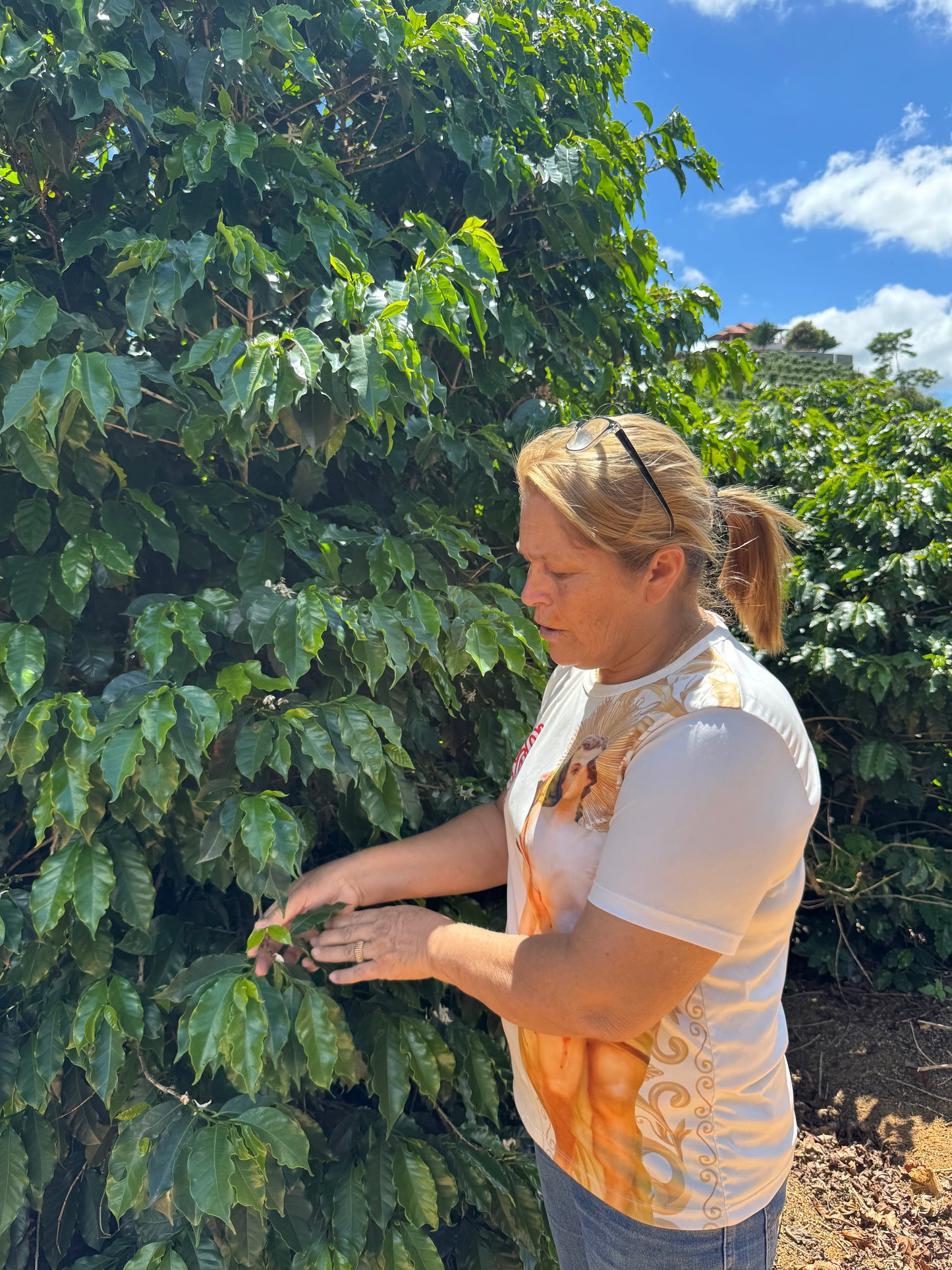 BRAZIL - Rota dos Tropeiros