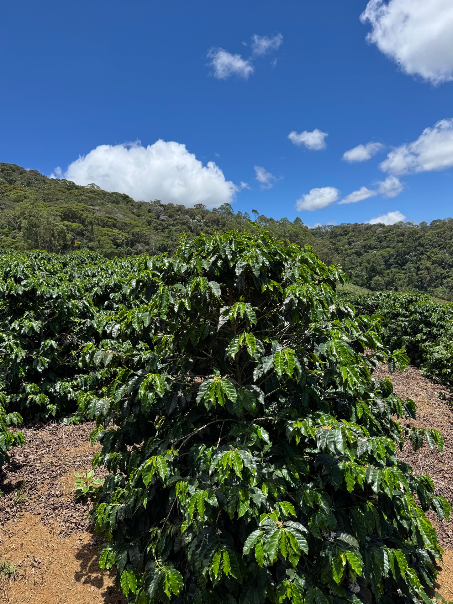 BRAZIL - Rota dos Tropeiros