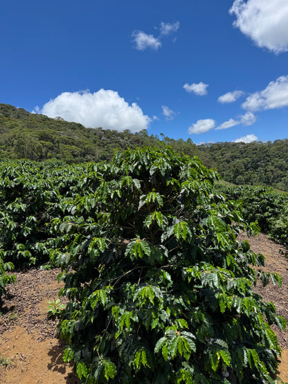 BRAZIL - Rota dos Tropeiros