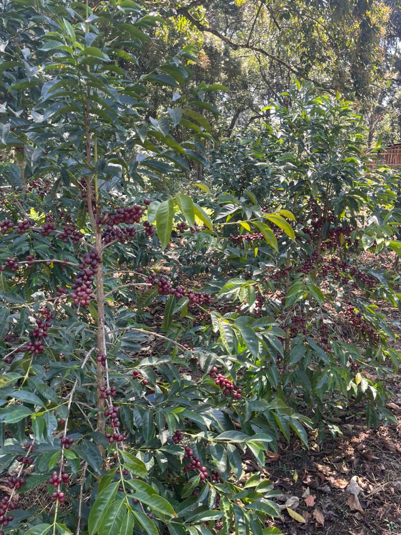 ETHIOPIA Benti Nenka