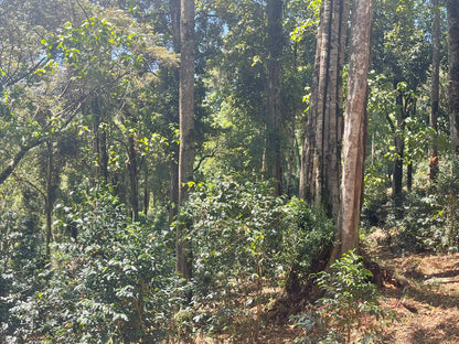 ETHIOPIA Benti Nenka