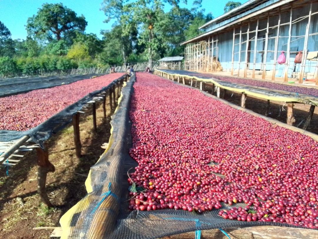 ETHIOPIA Benti Nenka