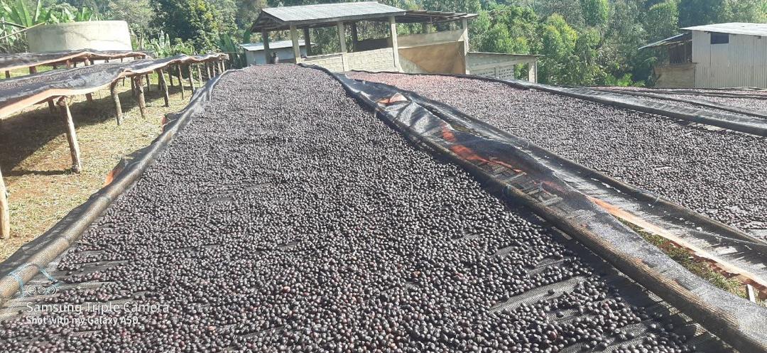 ETHIOPIA Benti Nenka
