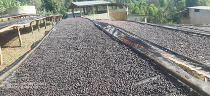 ETHIOPIA Benti Nenka
