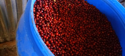 ETHIOPIA Benti Nenka
