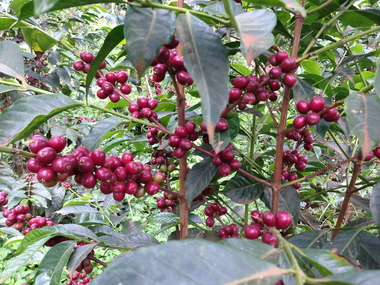 ETIOPIA Benti Nenka