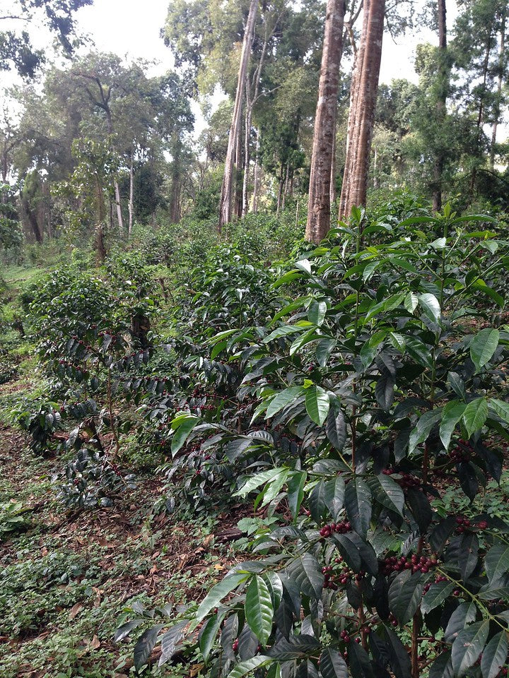 ETIOPIA Benti Nenka