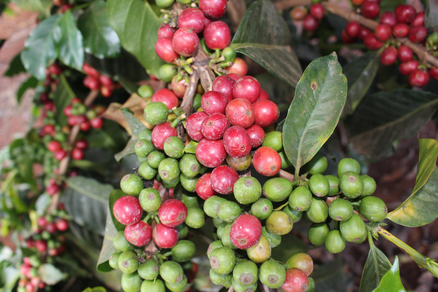 KENYA Gatugi