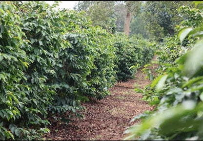 KENYA Gatugi