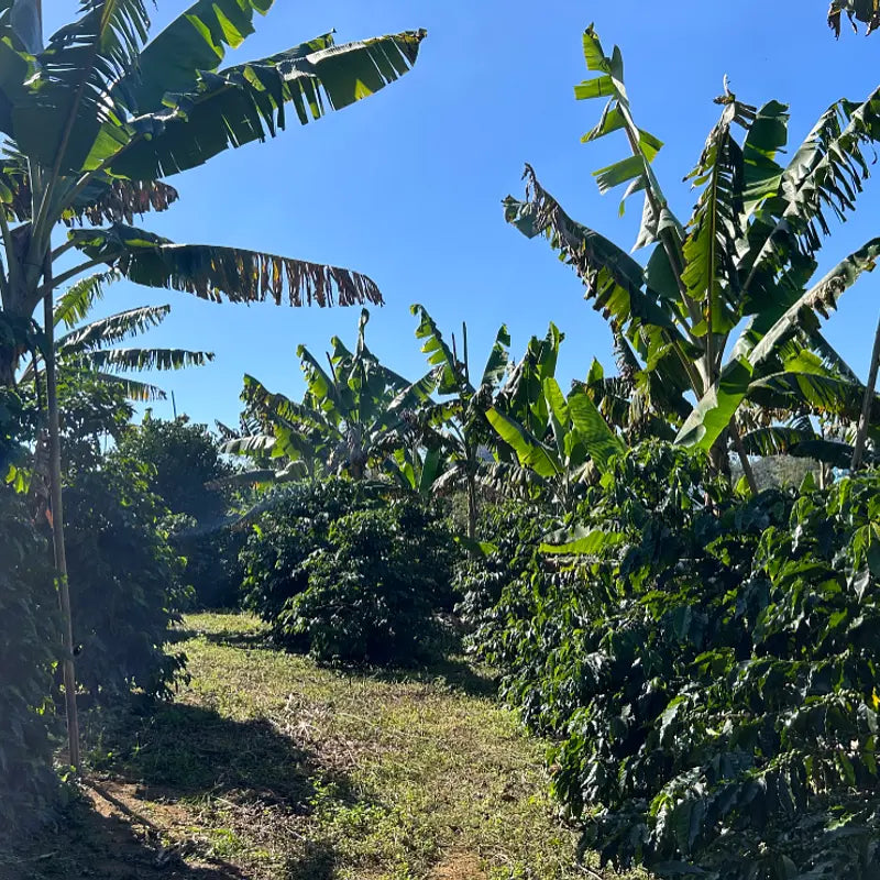 BRAZIL - Rota dos Tropeiros